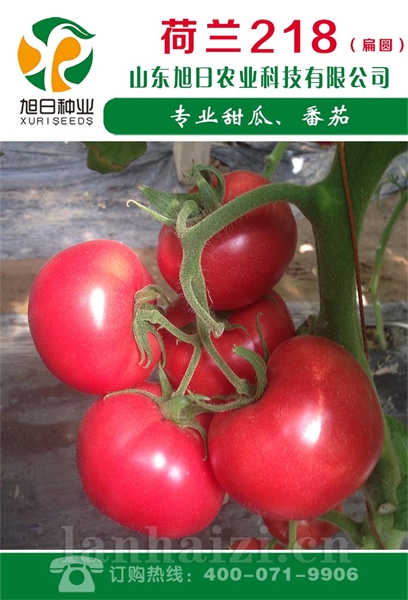 荷兰218（扁圆）