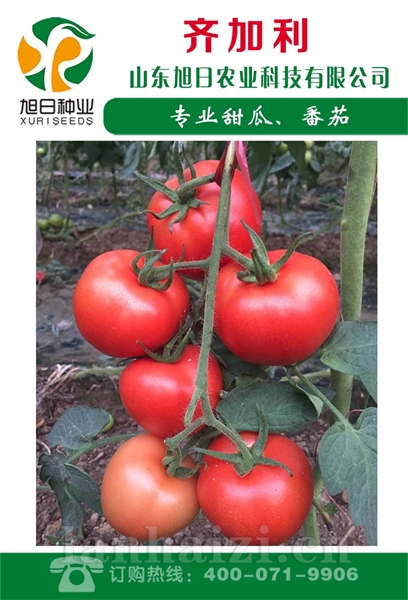 齐加利