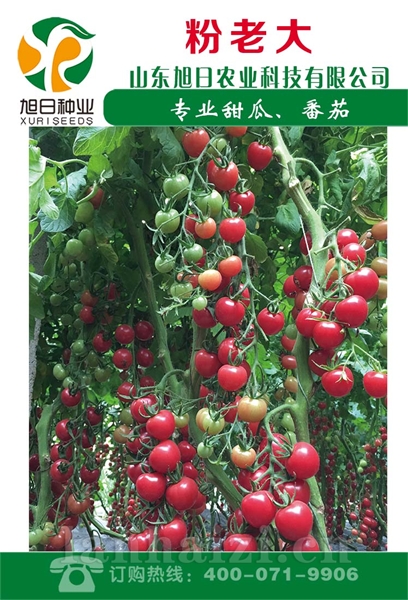 粉老大