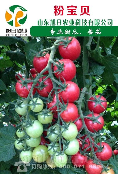 粉宝贝
