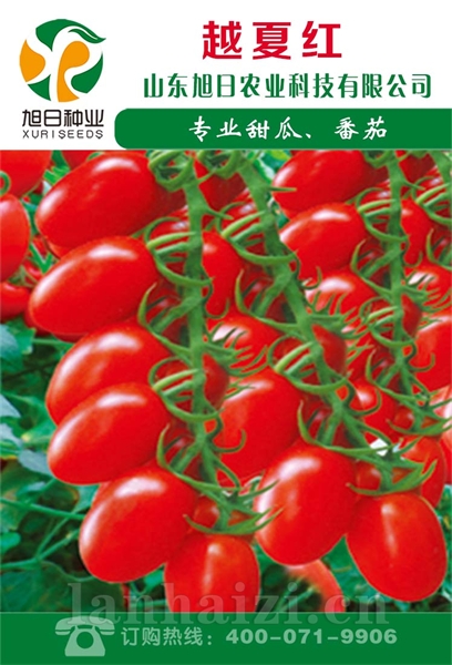 越夏红