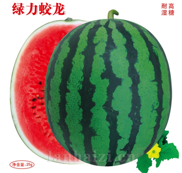 供应绿力蛟龙—西瓜种子