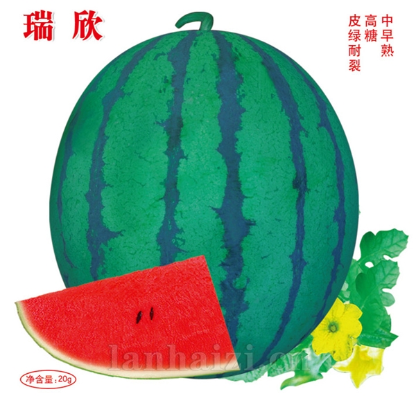 供应瑞欣—西瓜种子
