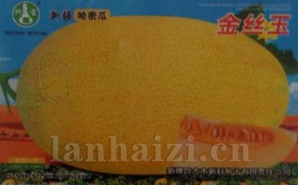 金丝玉——哈密瓜种子