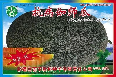 抗病伽师瓜——哈密瓜种子