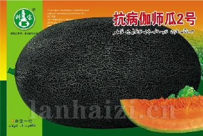 抗病伽师瓜2号——哈密瓜种子