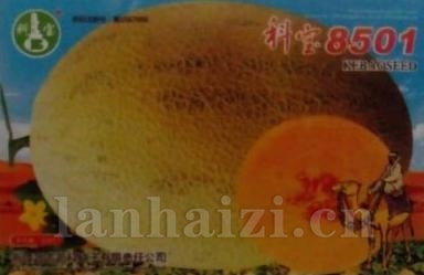 科宝8501——哈密瓜种子