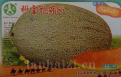 科宝抗病86——哈密瓜种子