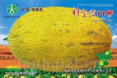 科宝密11号——哈密瓜种子