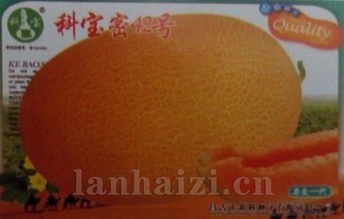 科宝密42号——哈密瓜种子