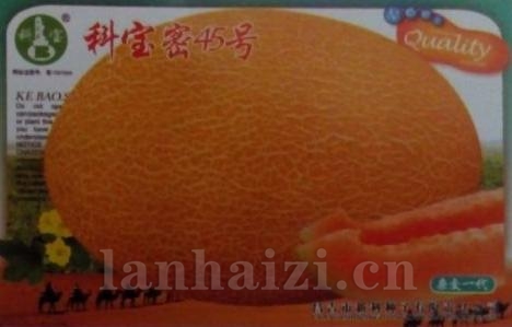 科宝密45号——哈密瓜种子