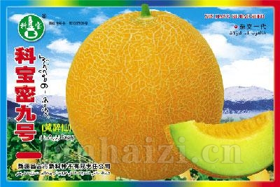 科宝密九号——哈密瓜种子