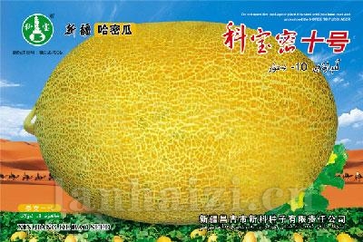 科宝密十号 ——哈密瓜种子