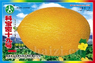 科宝密十九号——哈密瓜种子