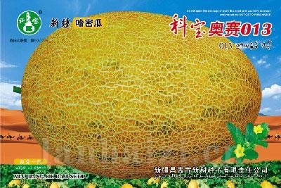 科宝密十三号——哈密瓜种子