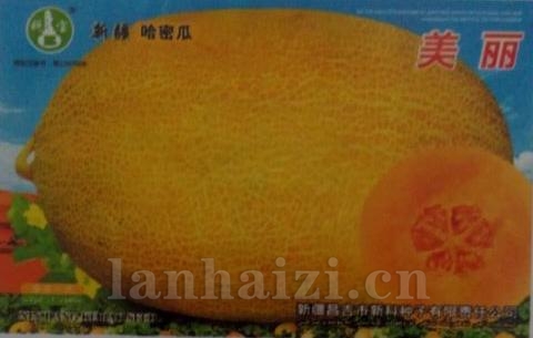 美丽——哈密瓜种子
