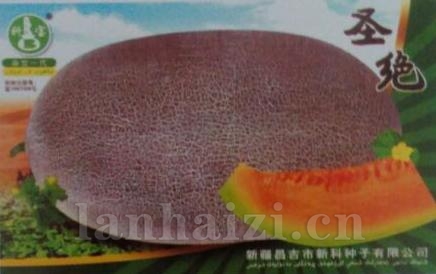 圣绝——哈密瓜种子