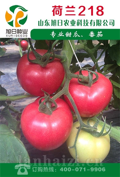 荷兰218