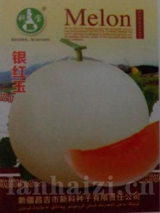菲碧——哈密瓜种子