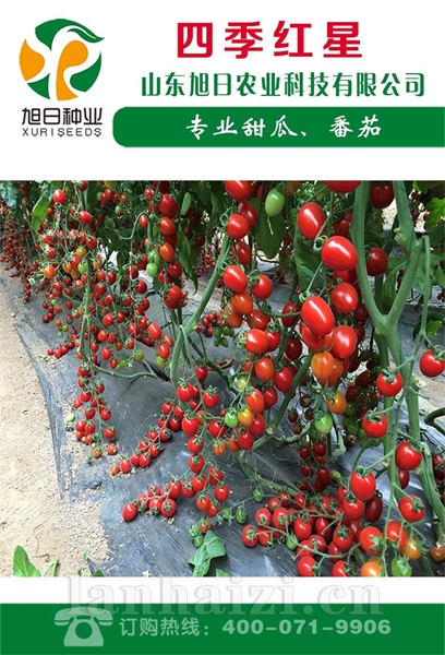 四季红星