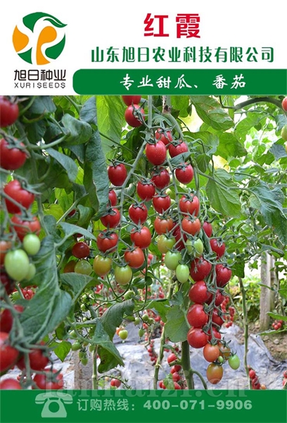 红霞