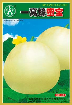 一窝蜂蜜宝——精品甜瓜种子
