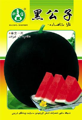 黑公子——西瓜种子