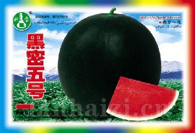 黑密五号——西瓜种子