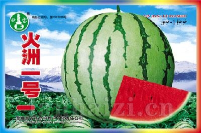 火洲一号 ——西瓜种子