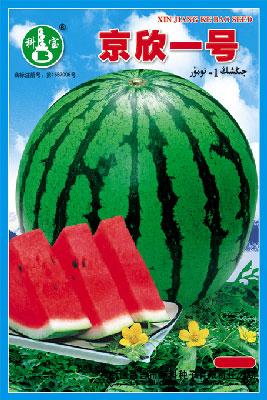 京欣一号——西瓜种子