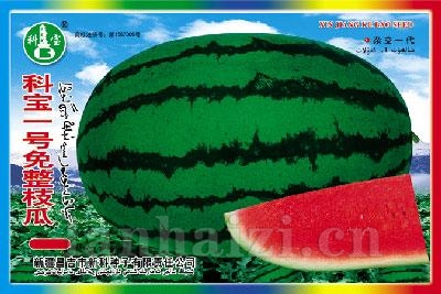 科宝一号免整枝瓜 ——西瓜种子