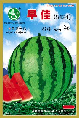 早佳——西瓜种子
