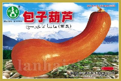 包子葫芦——南瓜种子