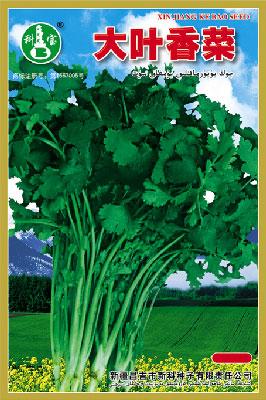 大叶香菜——叶菜种子
