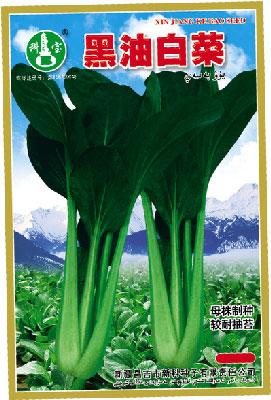 黑油白菜——叶菜种子