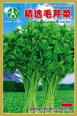 精选毛芹菜——叶菜种子