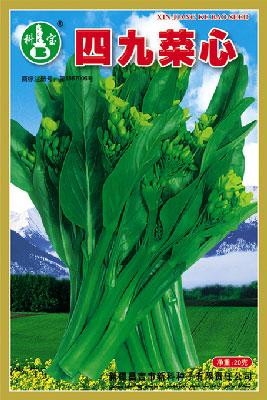 四九菜心 ——叶菜种子