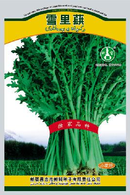 雪里蕻——叶菜种子