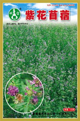 紫花苜蓿——叶菜种子