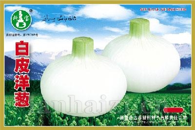 白皮洋葱——根菜种子