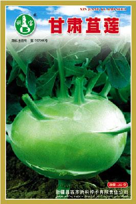 甘肃苴莲——根菜种子