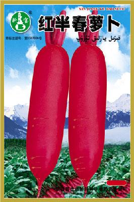 红半春萝卜——根菜种子