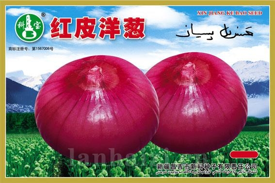 红皮洋葱——根菜种子
