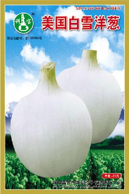 美国白雪洋葱——根菜种子