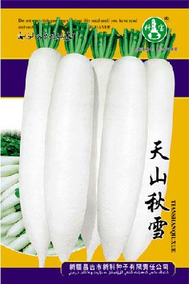 天山秋雪——根菜种子