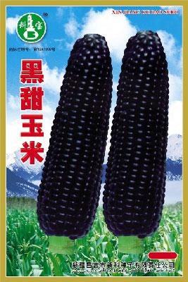 黑甜玉米——玉米种子