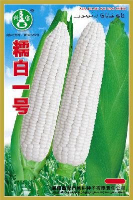 糯白一号——玉米种子