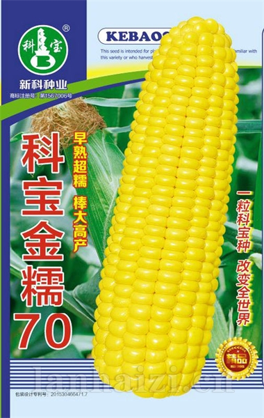 科宝金糯70——玉米种子
