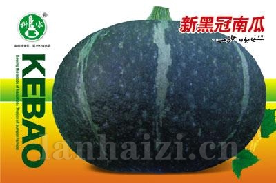 新黑冠南瓜——西葫芦种子