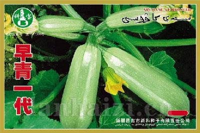 早青一代 ——西葫芦种子